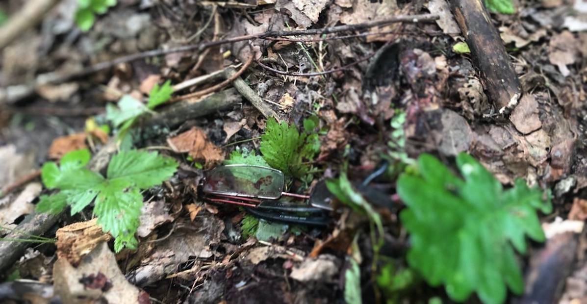 Українцям нагадали про заборону відвідування лісів і правила мінної безпеки