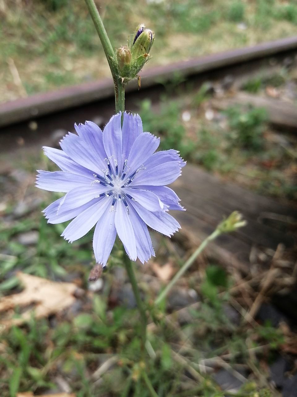 Хмарно, але без опадів: прогноз синоптиків на 7 червня