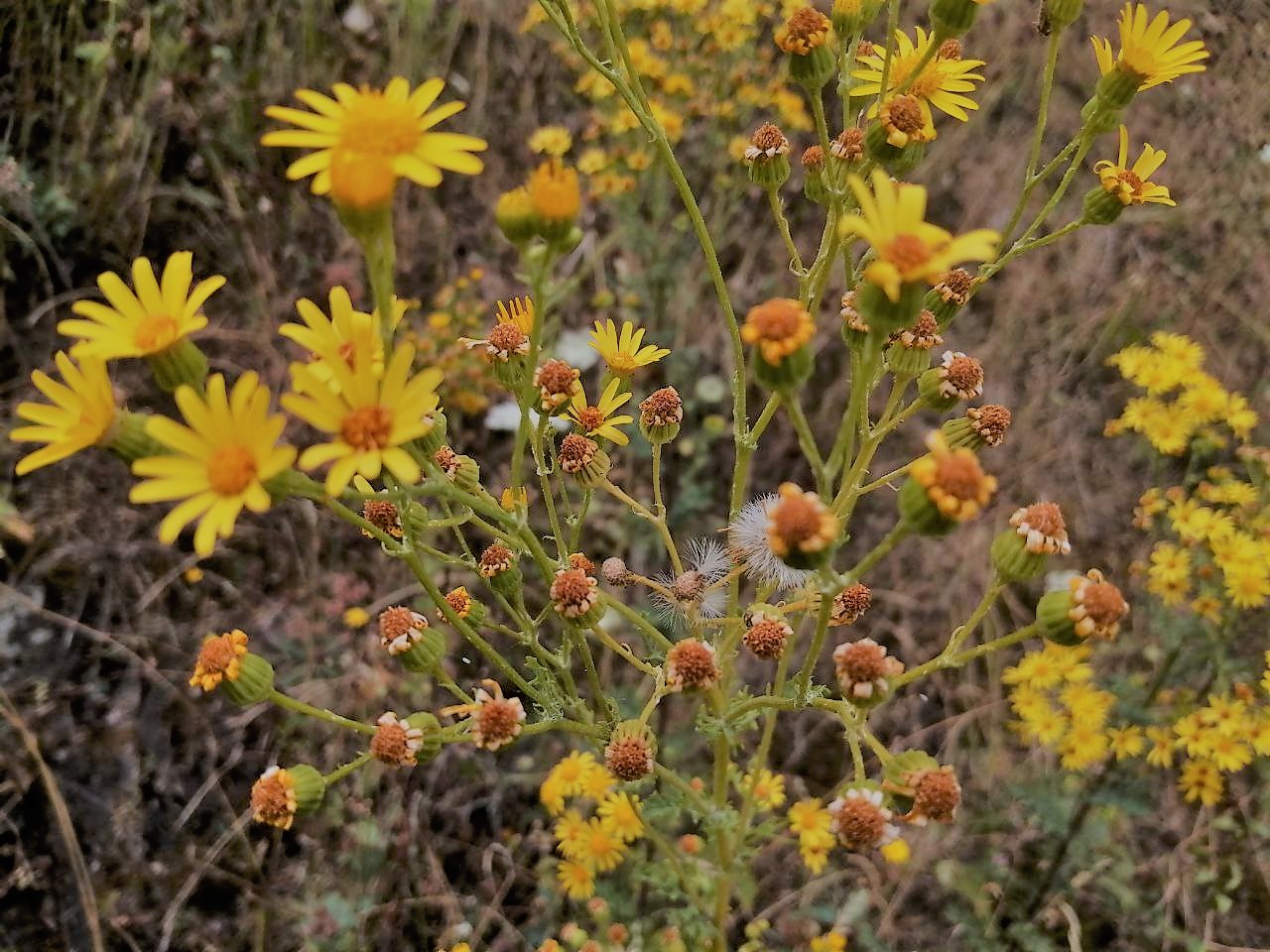 Українцям прогнозують спеку: що приготувала погода у серпні
