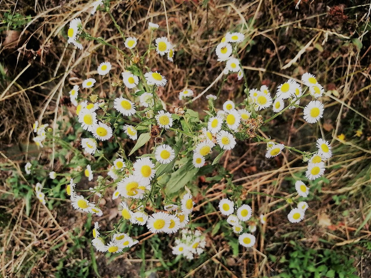 Умеренная жара и редкие дожди: прогноз погоды на 20-21 июля.