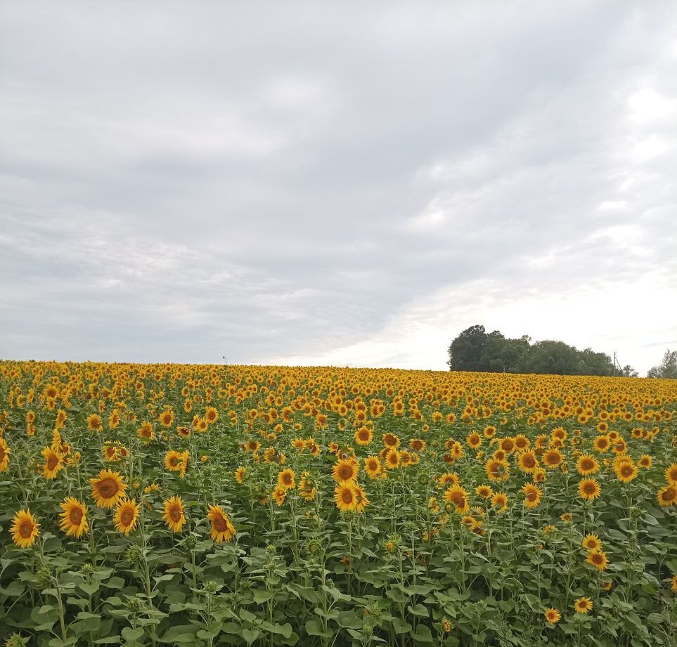 Погода улучшится в Украине: вернется ли жара