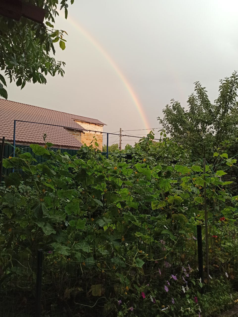 Грозові вихідні обіцяє українцям гідрометцентр