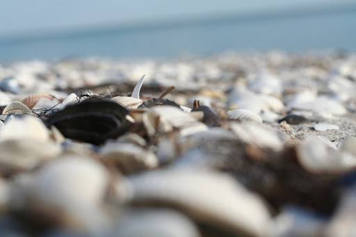 Выжженные орками "украинские Мальдивы": удастся ли восстановить "Кинбурнскую косу"