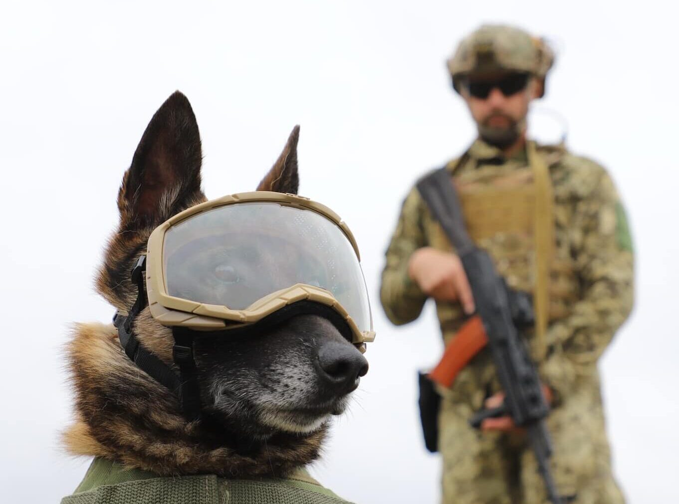 У собак, які охороняють український кордон, з'явилась нова амуніція (фото)