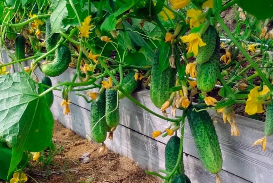 Заготовляем и консервируем: календарь огородника на сентябрь