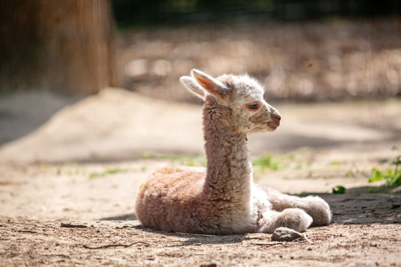 В столичном зоопарке в семье альпак родился детеныш (фото)