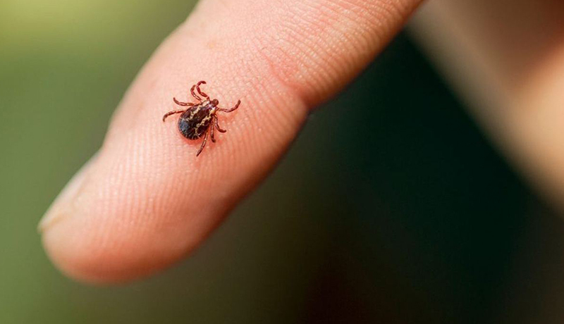 На Прикарпатті виявили збудника кліщового енцефаліту