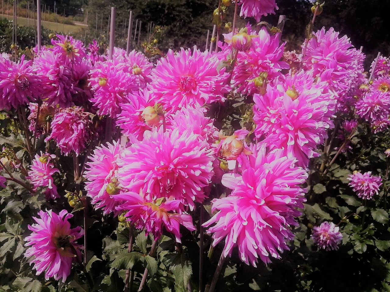 Спека потрохи повертається: прогноз погоди на 10 серпня