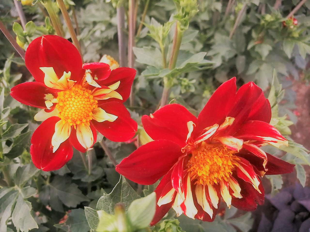 Тепло і без опадів: прогноз погоди в Україні на 1 серпня