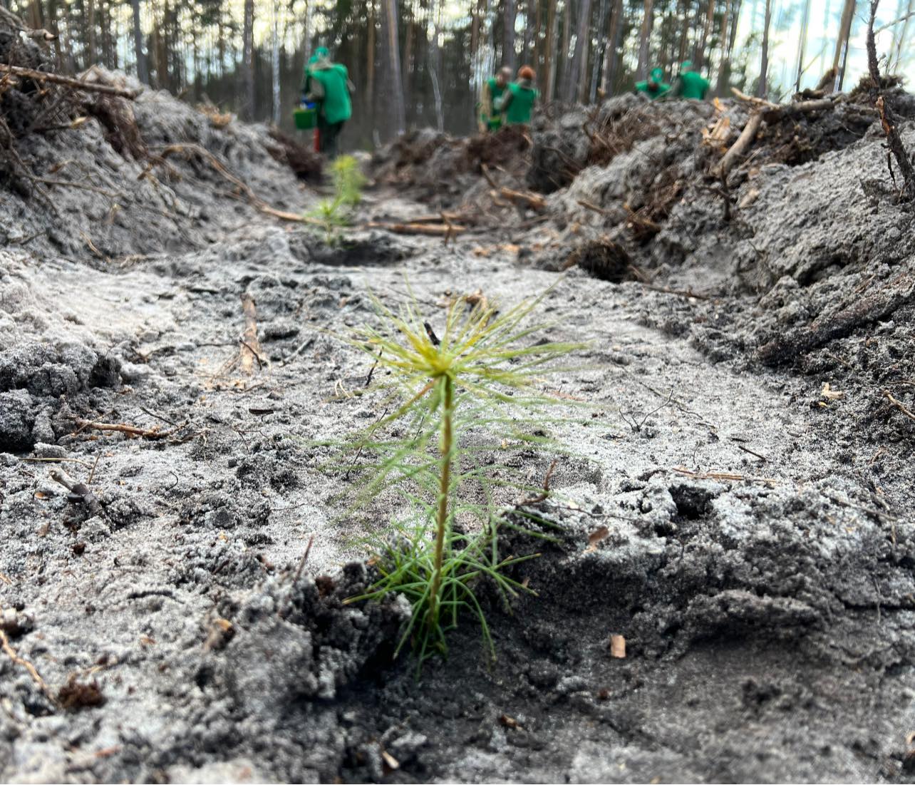 По программе "Зеленая страна" высадили уже около 180 миллионов деревьев (фото)