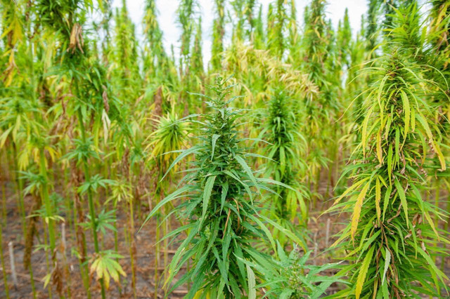 Можна виготовляти бронежилети: українські вчені вивели новий сорт конопель (фото)