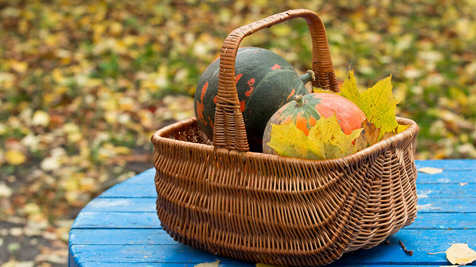 Готуємося до зими: календар городника на жовтень 2022