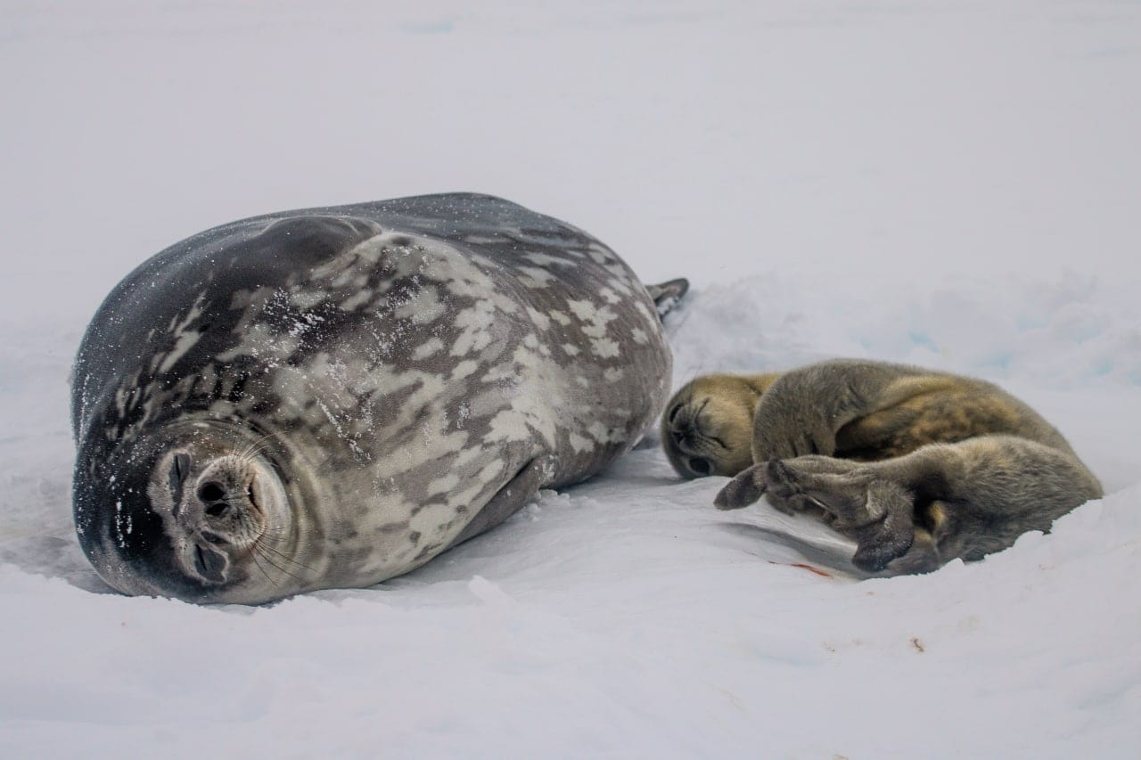 Стали известны имена новорожденных тюленят в Антарктиде - фото
