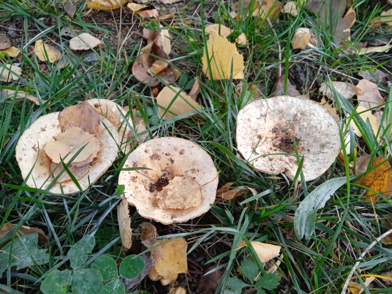 Прохолодно і туманно буде в Україні 18 жовтня