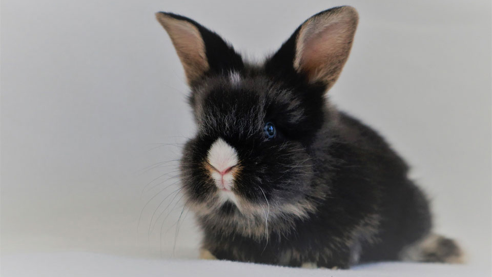 У Києві спостерігається бум на карликових кроликів: ціни та рекомендації щодо догляду