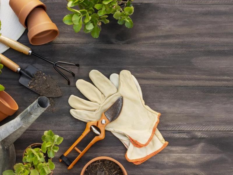 Плануємо наступний сезон: календар городника на січень