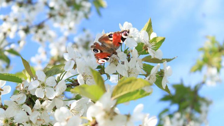 Выходные в мае 2023: когда будут отдыхать украинцы