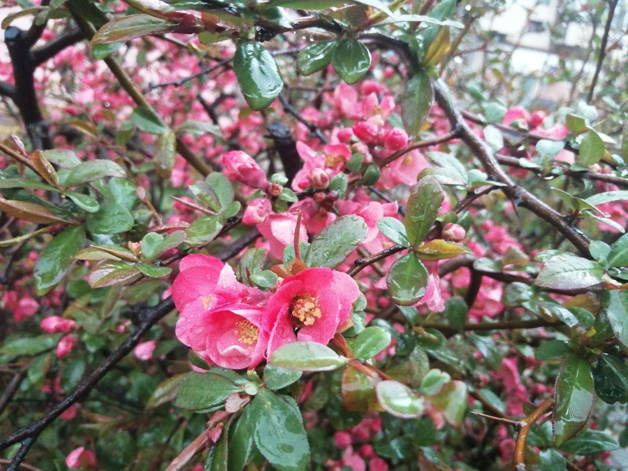 До конца недели в Украину вернутся дожди - прогноз Укргидрометцентра