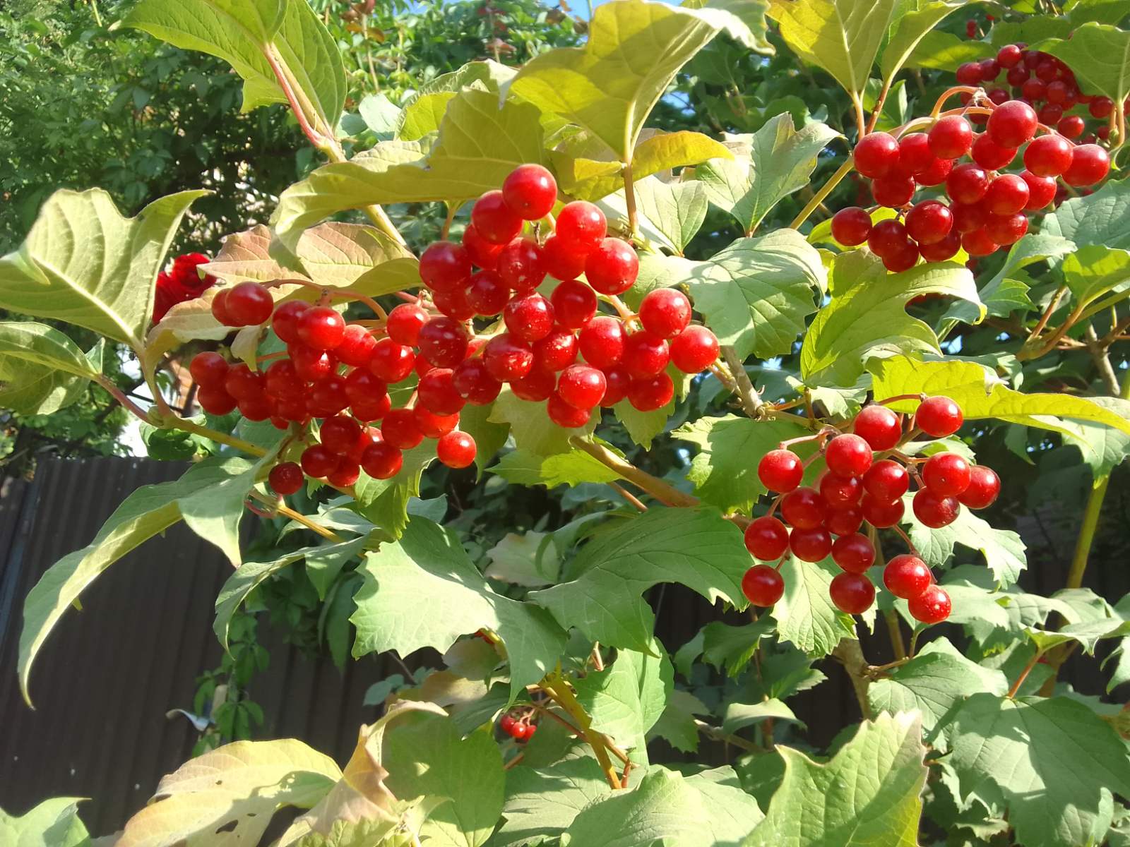 Сонячний і теплий тиждень обіцяють синоптики українцям
