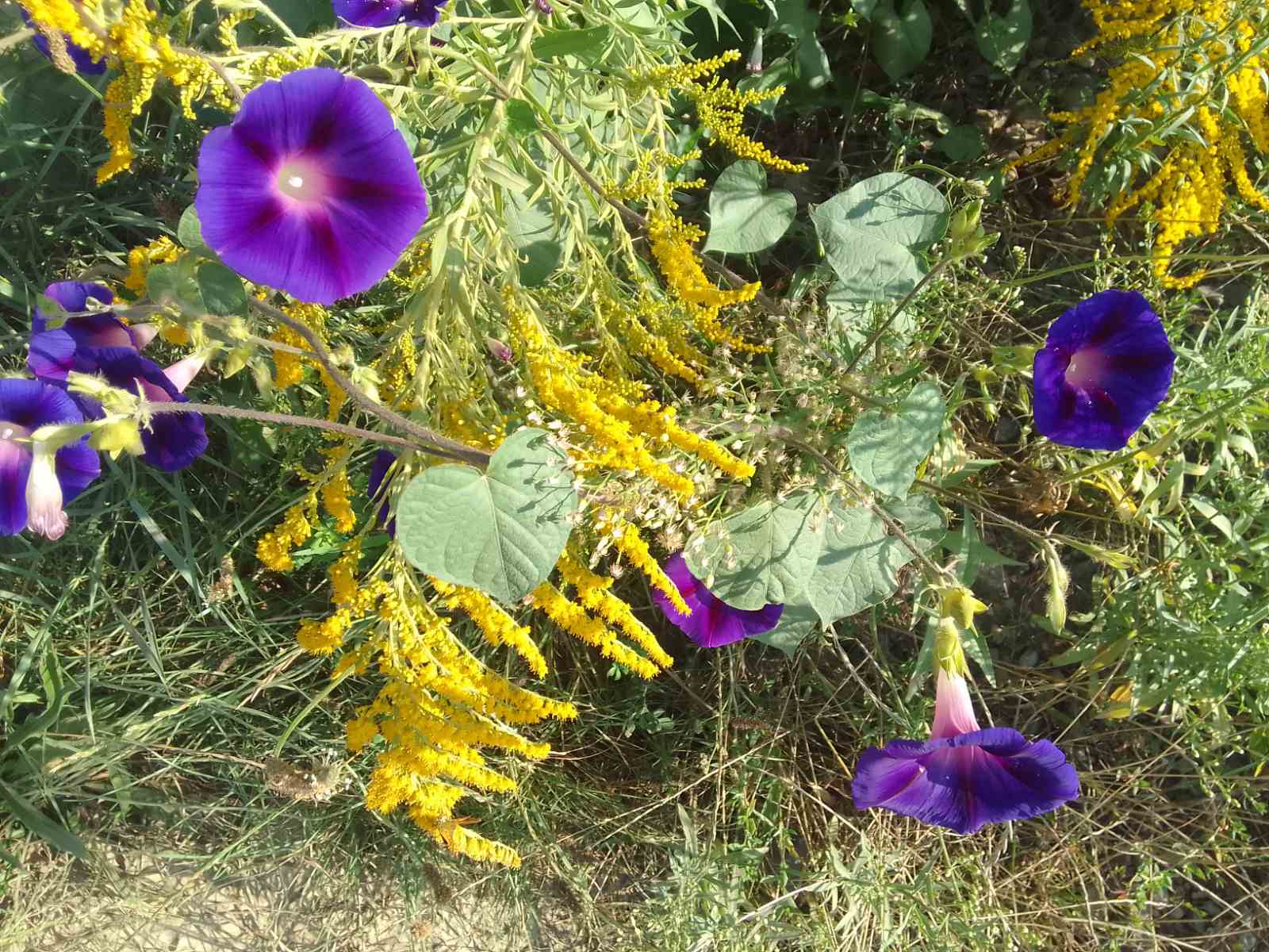 Сьогодні в Україні спостерігатимуть значні температурні контрасти: прогноз погоди на 25 липня