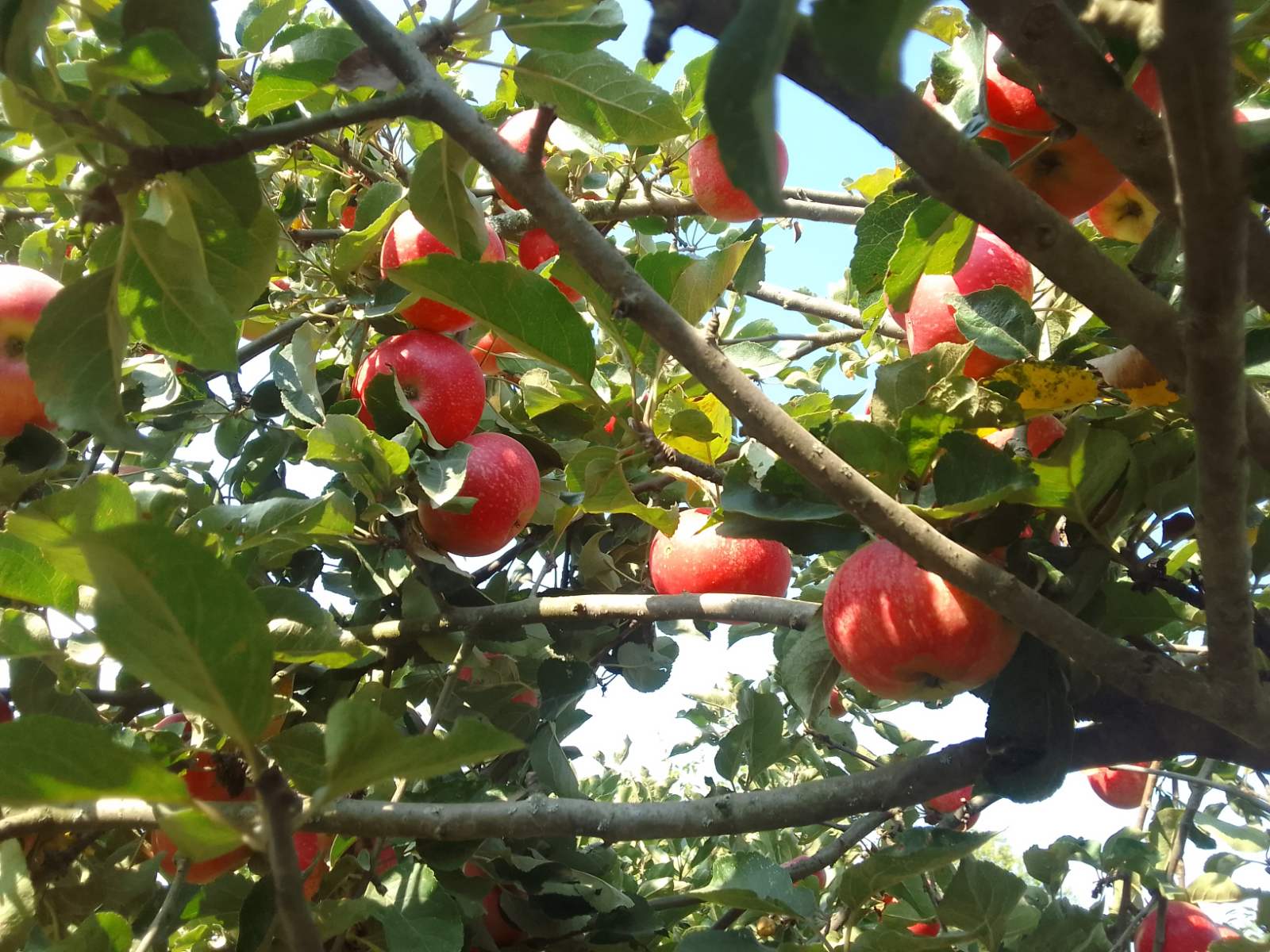 Спека не покидає Україну: прогноз погоди на 28 серпня