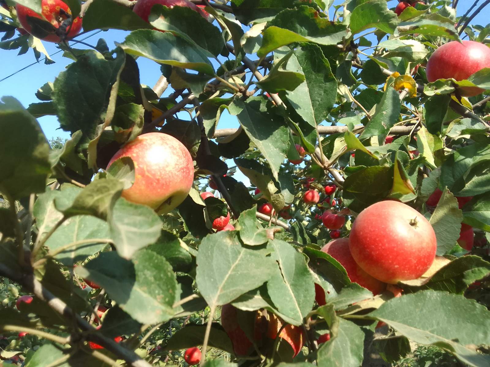 Жарко и кое-где с грозами будет в Украине 23 августа