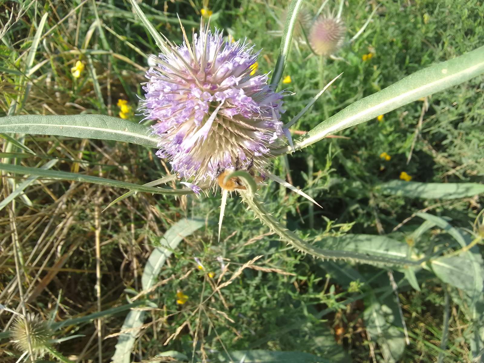 Ніжне сонце зігріватиме українців: прогноз погоди на 8 вересня