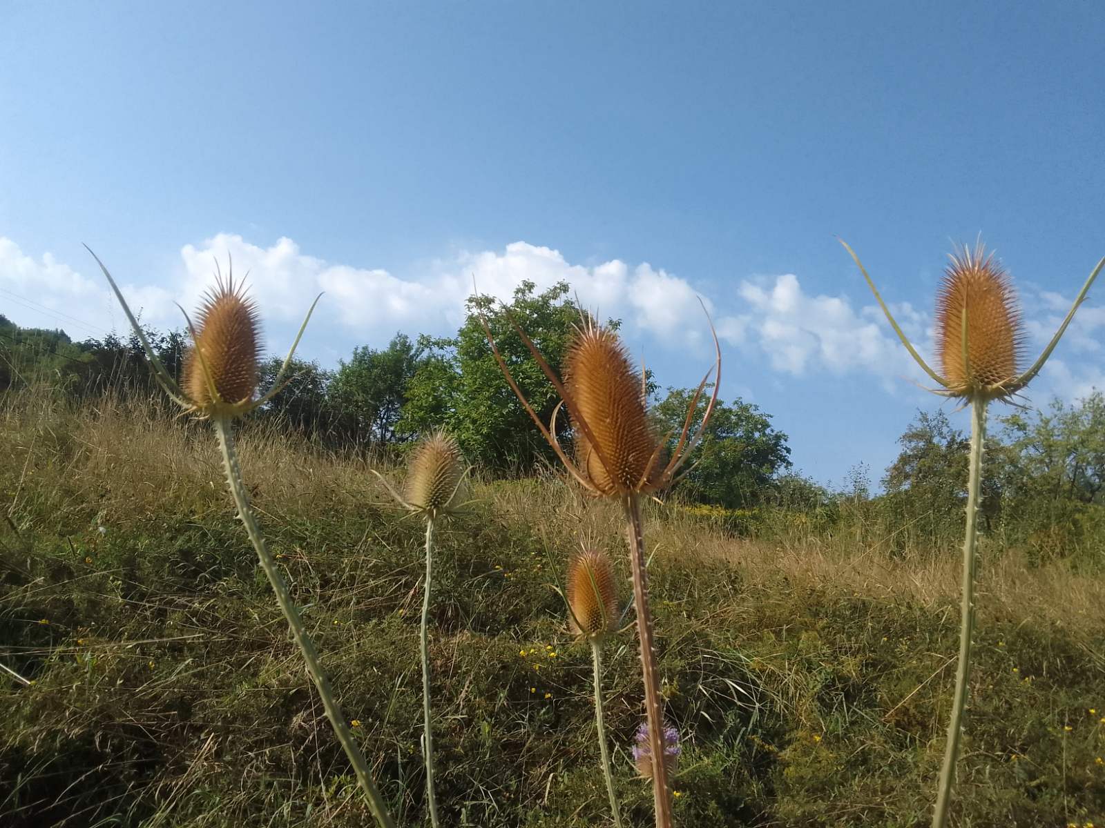 Два дні спеки, а потім грози: синоптики розповіли про погоду в Україні до кінця тижня