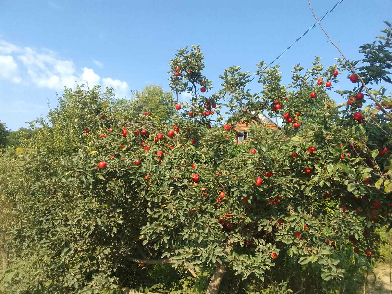 Синоптики розповіли, коли і де в Україні очікується похолодання