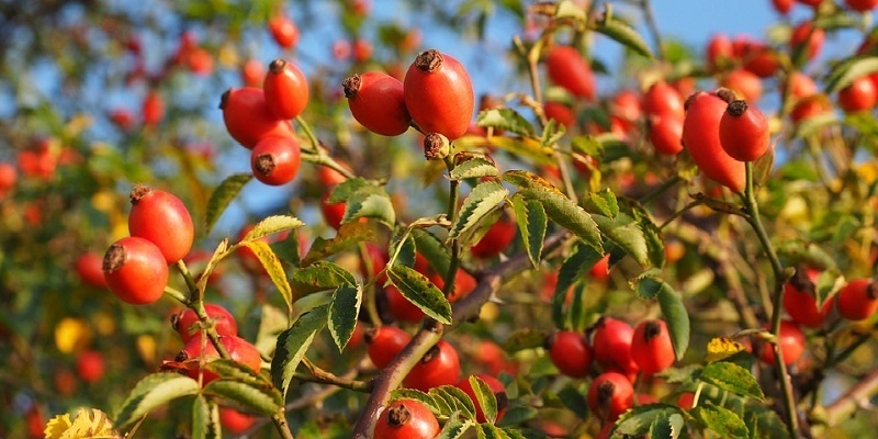 Церковный праздник и народные традиции 18 сентября