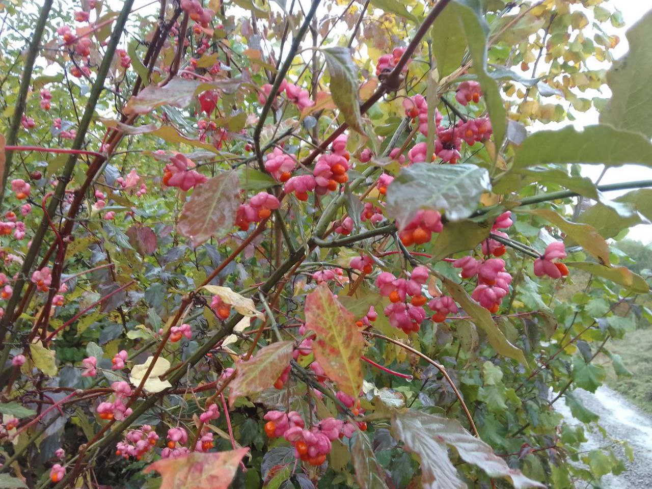 На заході туман, на Закарпатті дощі: прогноз погоди на 24 жовтня