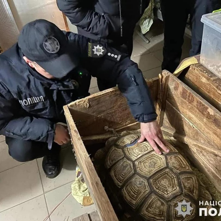 Полсотни черепах изъяли полицейские с выставки в Хмельницкой области
