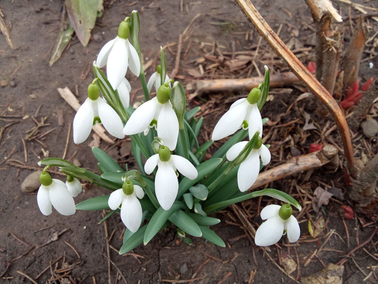 Хмарно і холодно буде в Україні 8 березня