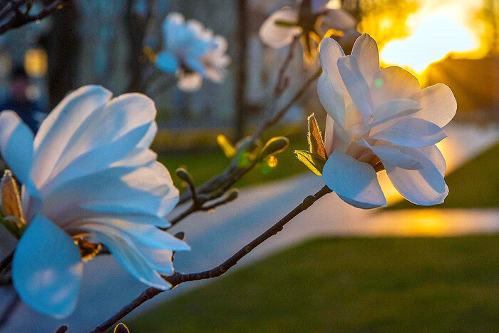 Літнє тепло радуватиме українців протягом усього тижня - прогноз Укргідрометцентру