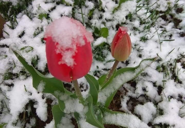 Сніжитиме не лише в Карпатах: прогноз погоди на 19 квітня