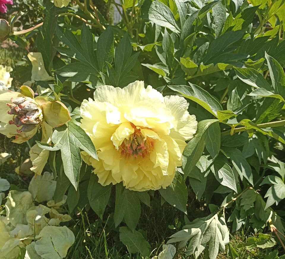 Спека за 30 градусів: прогноз погоди на 1 червня в Україні