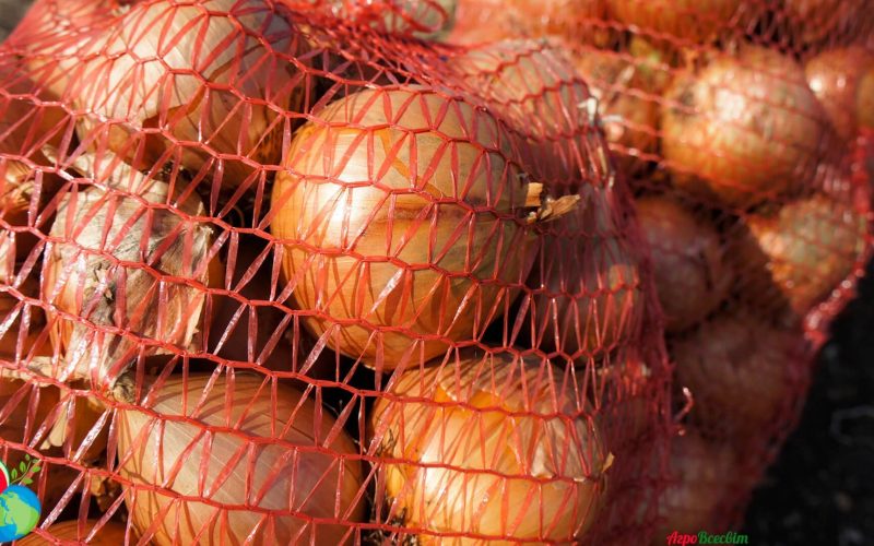 Украинские фермеры резко снизили стоимость лука: сколько стоит килограмм