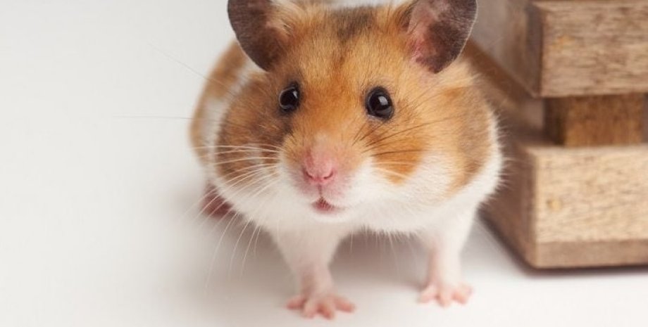 В Германии выделили 2,5 миллиона евро из городского бюджета, чтобы переселить с участка 39 хомячков