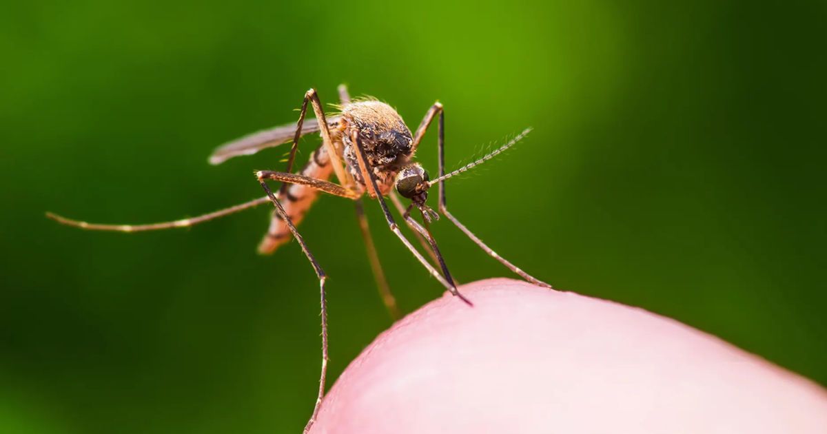 Як уберегти свій будинок від комарів: 7 корисних порад