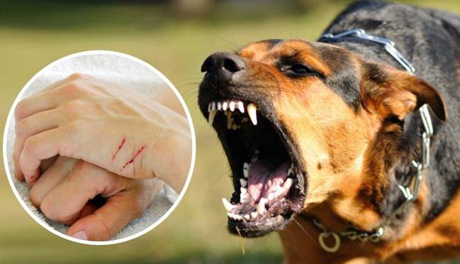 Бешенство: способы заражения, симптомы и как предотвратить смертельную инфекцию