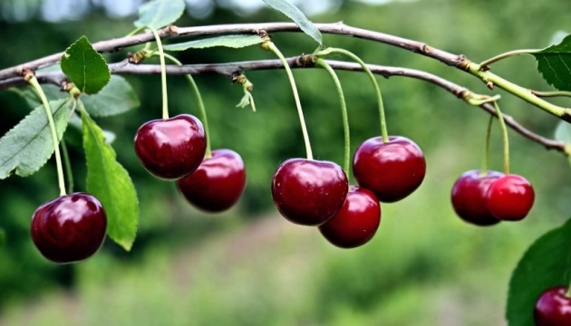 Як зробити вишневий сік вдома: простий рецепт
