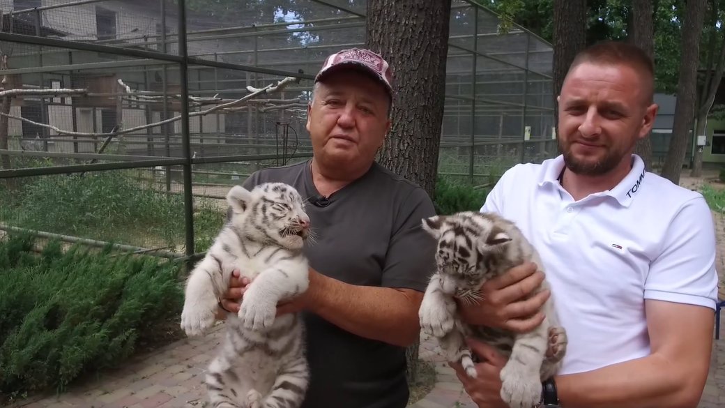 В экопарке под Харьковом у пары белых тигров родилась двойня - видео