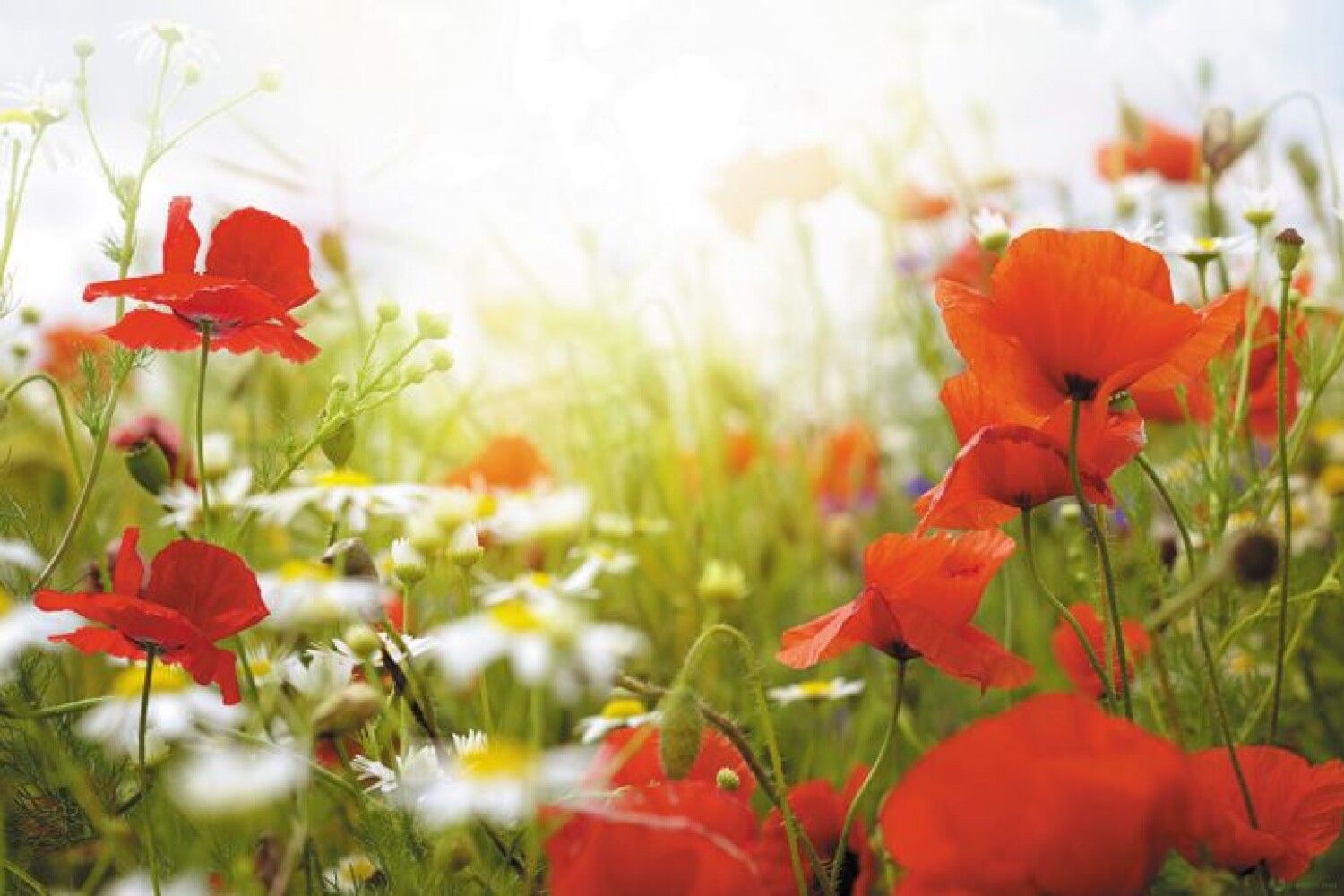 Яке свято 21 липня та хто відзначає іменини сьогодні