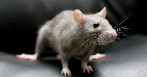 Ученые изобрели препарат, продлевающий жизнь животным: что известно о лекарстве "Бабушка-супермодель"