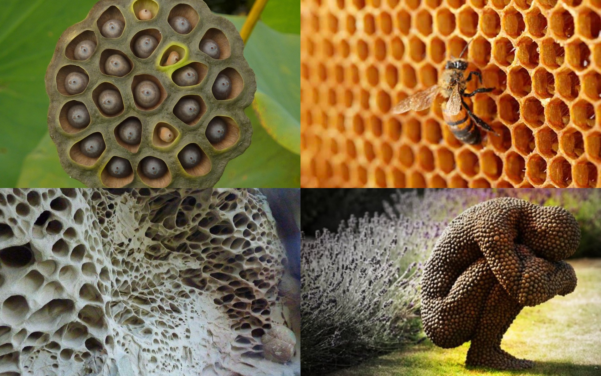 Трипофобія: що це таке та як вона проявляється