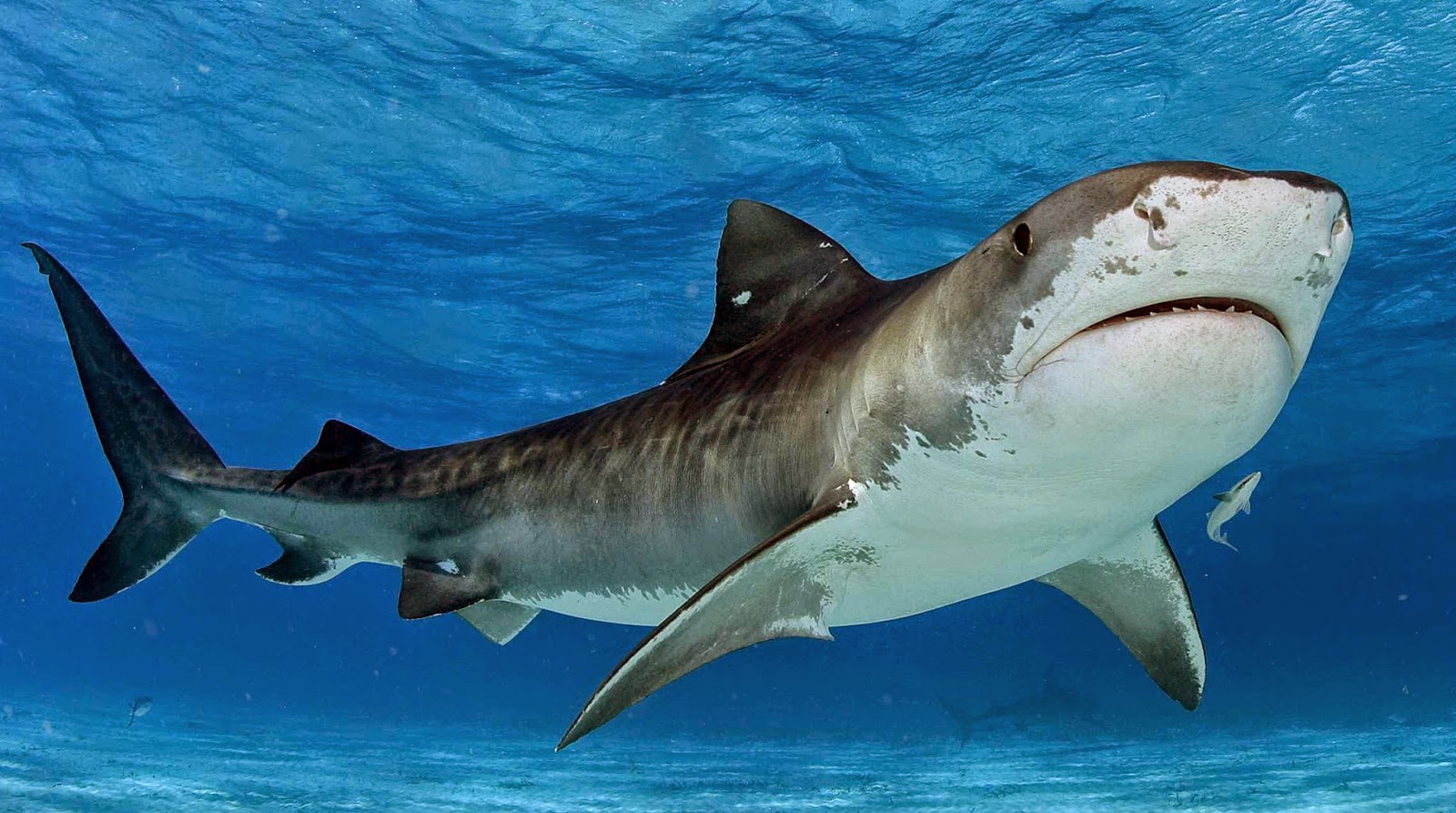 Какой праздник и кто отмечает именины 14 июля