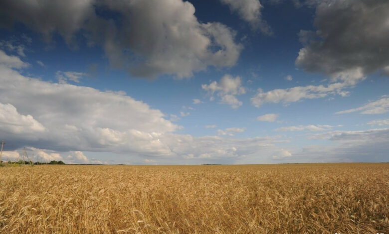Дожди, местами грозы и сильный ветер: синоптики дали прогноз погоды на 4 августа