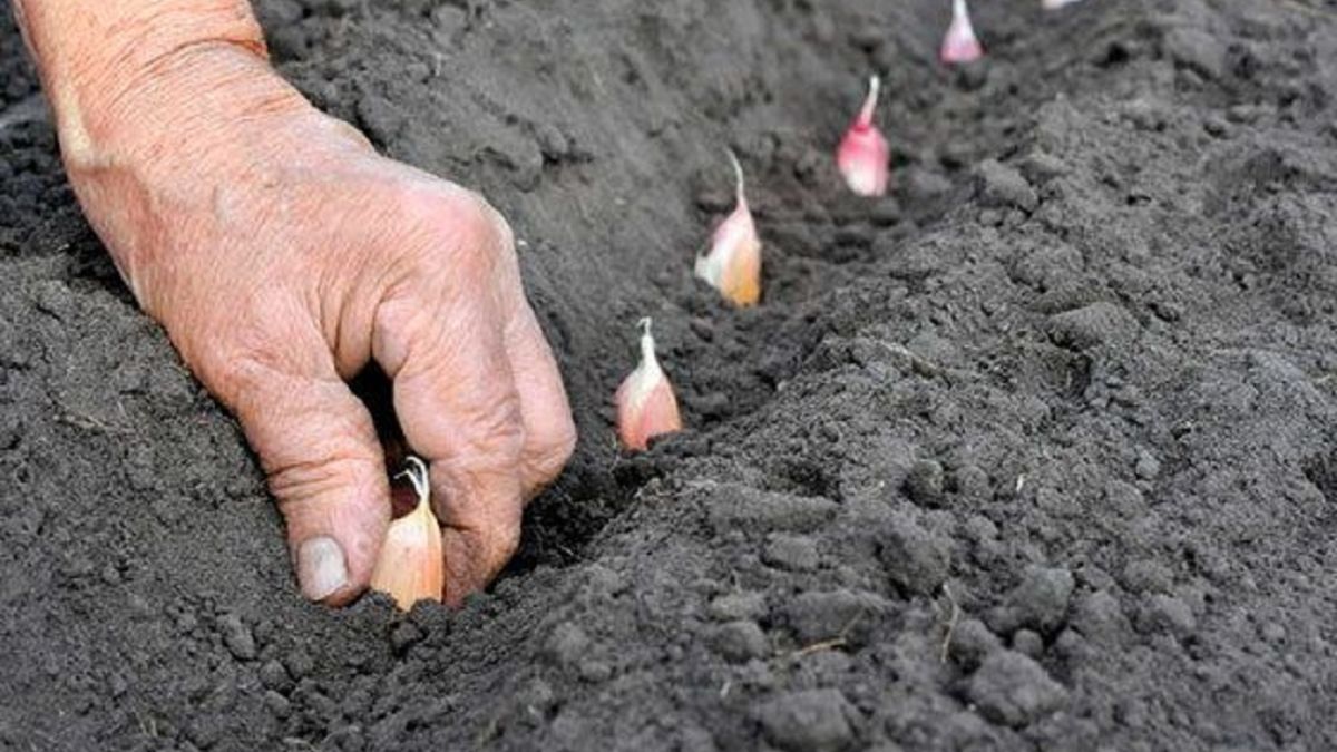 После чего нельзя сажать чеснок на зиму: советы огородникам