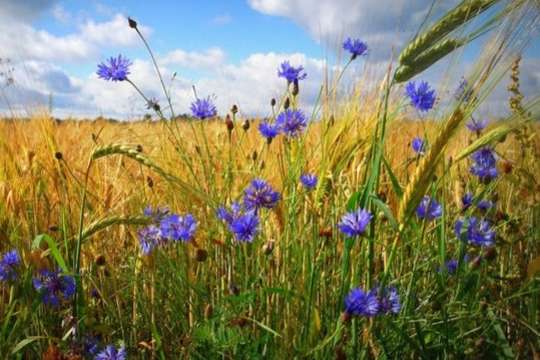Що відзначають 4 серпня: яке церковне свято, у кого іменини та народні прикмети