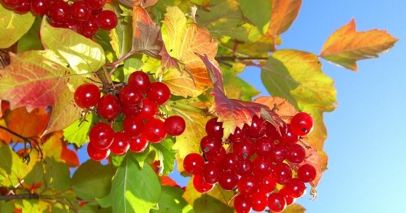 Яке сьогодні свято та в кого іменини 9 вересня